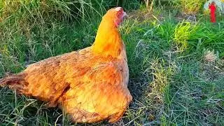 Brave hen's mother protect and save her baby chick's 🤗
