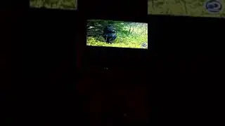 Alaskan Bush people fake hunting