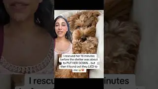 She found her new home🥹❤️#dog #dad #shelter #rescue #story #usa