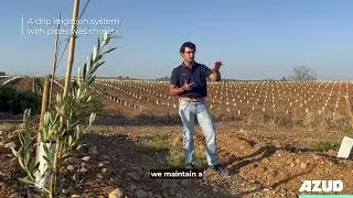 Success Story: Drip irrigation in hedge olive groves
