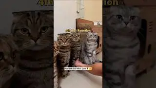 Handshake With Cats🌹✨🤗#shorts#cats#handshake#meow#cutecats#funy#unfrezzmyaccount#hand