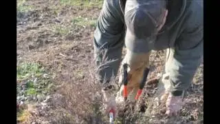 ==   ,   pruning eastern red cedar trees
