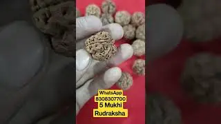 5 Mukhi Rudraksha Nepali #original #ask #kheteshwar #nepal #shortsviral #viralvideo #shop #real #om
