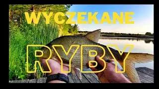 #56 JAK DOPASOWAŁEM SIĘ DO RYB?! NIC NIE DZIAŁA ZAŁ&Oacute;Ż RODZYNKĘ 😉