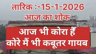 तारिक :- 15-1-2026 आज का शोक (कोरे मैं कबूतर गायब )