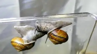 Sinistral Land Snails Copulating in Timelapse ヒダリマキマイマイの交尾【100倍速動画】