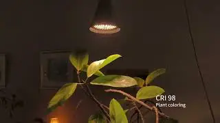 No Garden? No Problem! Easy Indoor Plant Tips for Small Spaces