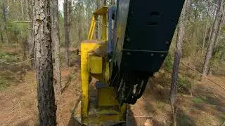 Striking Trees Like a Snake! John Deere 853M Track Fellerbuncher