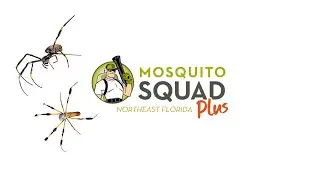 Golden Orb Spiders | Are Orb Weavers Dangerous | Spider Pest Control Jacksonville | MOSQUITO SQUAD