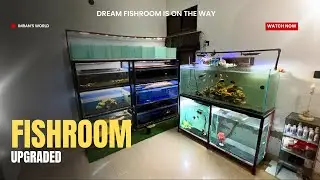 Fish Room Update | Breeding Tank Lights & Top Sump Installed - Imran&rsquo;s World