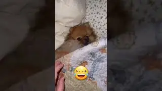 Hiding puppy 🐶😅     #catsanddogs  #funnypetsvideo  #puppyvideos #shorts