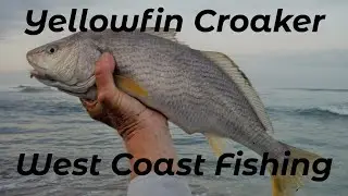 California Surf Fishing - Get The Best Success With Yellowfin Croaker