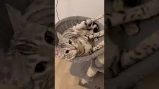 Ты грустишь? 😉😘🥰 #бенгальскийкот #бенгалы
