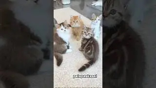 cute kitten go for a walk 😸😻😸
