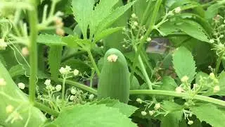 HOW TO GROW CHINESE POTOL!#harvesting #vegetablegarden #shokerbagan