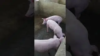 #hog #pighusbandry #pighouse #pigfarming #pigfarmvideo #shorts #viralvideo