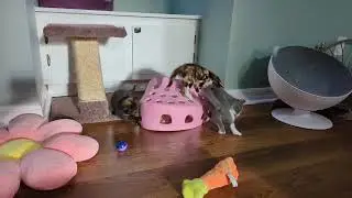 Trekklings: Kitten-proof kitten room? Not so much.