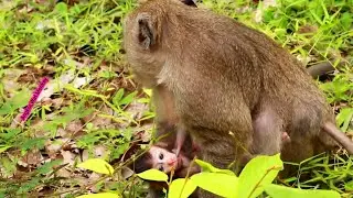 Wow  !! Adorable baby monkey Polly trying very hard to hug for get milk