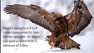 Super Senses of Animals