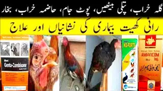 Genta-Combisone inj,,Ami-Vicom inj,, ND-Forte مرغیوں میں بیمار کے لیے استعمال