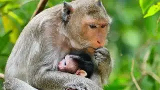 Baby feed milk of Mom , Sleep baby on hold breast mother