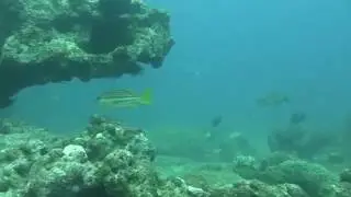 DAMPIER ARCHIPELAGO UNDERWATER &ndash; Rosemary Island