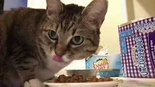 Cat Alarm Clock