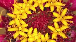 Macro No 1