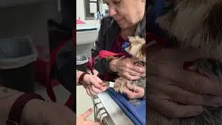 How to place an IV catheter in an older dog with small veins?