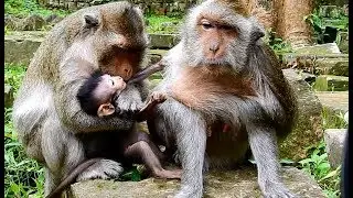 Who Mommy !! Baby Timo scare cry call mom help| Old mom Tima low rank not power protect baby.