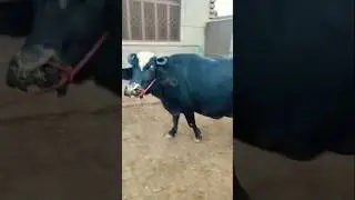 Buffalo Farming | #villagelife #animals #animalfarming #cattlefarming #livestockfarming #shorts