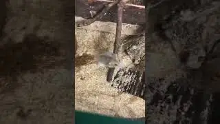 O que minha hamster faz em uma noite 🐹