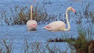 PORTUGAL flamingos near Alvor, Algarve (5 April 2022)
