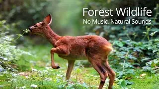 Beautiful European Forest Wildlife | 5 Years of Trail Camera Footage (Natural Sounds)