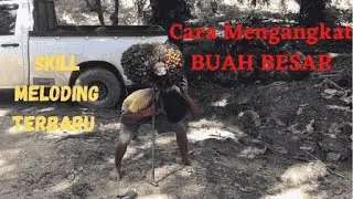 CARA BARU MELODING BUAH BESAR, AUTO RINGAN BUAHNYA
