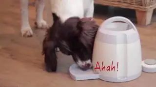 Gigwi PetDroid Interactive Dog Toy & Treat Dispenser