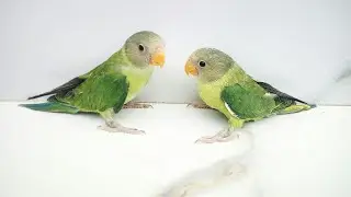 Cute Plum Headed Parrot (Plum Head Parrot Baby) #plumheadedparrot