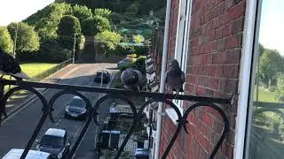 Funny bird fight