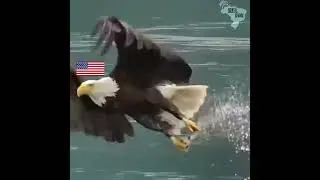 &Aacute;guia careca americana vs HARPIA BRASILEIRA