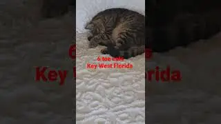 Hemingway House Key West Florida 6 toe cats