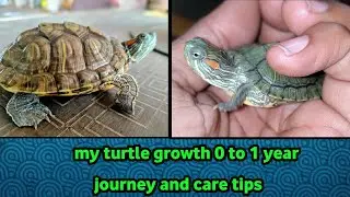 my turtle journey 0- 1 year old growth | red eared slider turtle update and care