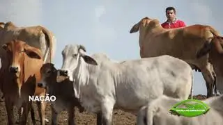 Produção de gado de carne