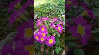 Wild Primula vulgaris || Primrose (Primeln in German) #shorts