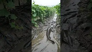 Wow! Amazing Polo Fishing Videos ! Best Big Fish Catching ! Primitive Technique fishing #fish #india