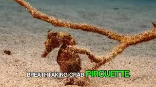 Crabs give up walking sideways and learn to jump