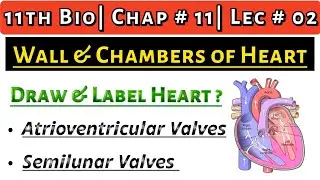 Wall & Chambers of Heart || How to Draw Heart Easily? || Valves of Heart| 11th Bio| Ch # 11| Lec # 2