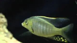 Taeniolethrinops furcicauda