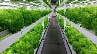 Modern Indoor Farming Technology | High Yield Vegetable Production #indoorfarming #indoorplants 