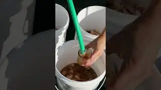 Как сажать чеснок