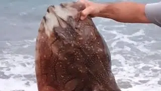 #chesilbeach #ukshorefishing           Chesil beach fishing. Double figure undulate ray and conger.